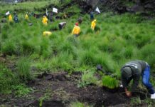 people planting trees